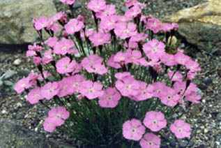 Dianthus nitidus